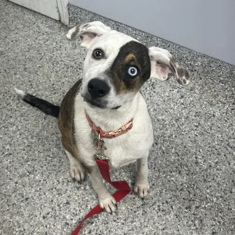 A young medium-sized female White / Cream Mixed Breed dog named Funfetti for adoption in Decatur, GA