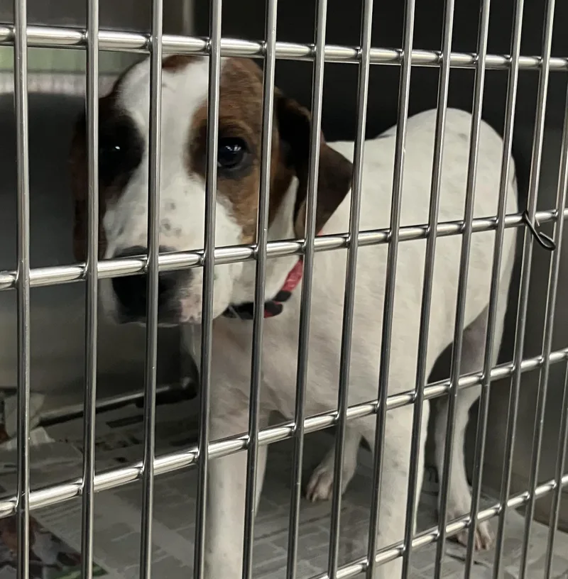A baby medium-sized female Beagle dog named Ma for adoption in Parma, OH