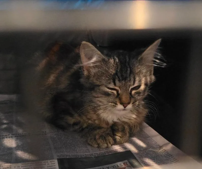 A baby medium-sized female Domestic Short Hair cat named Shadys Dragon for adoption in Burnsville, NC