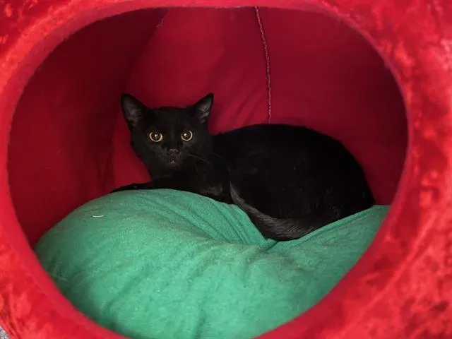 A young small-sized female Domestic Short Hair cat named Okoye for adoption in Kent, WA