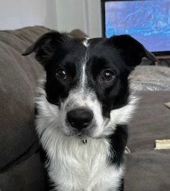 An adult medium-sized female Border Collie dog named Bean for adoption in Winter Park, CO