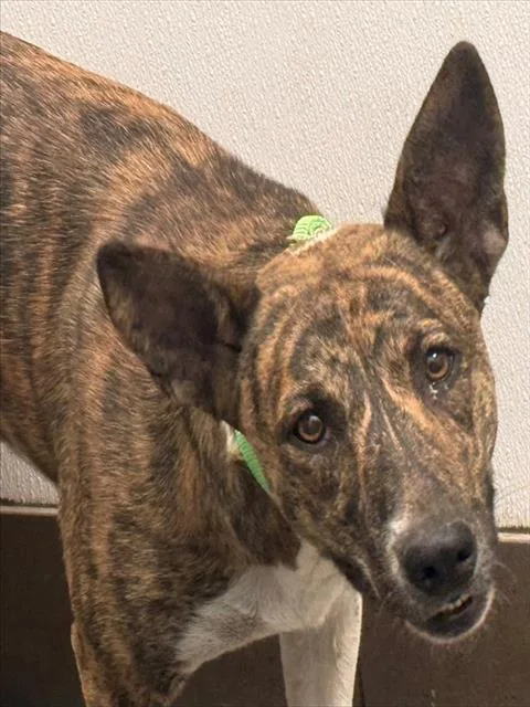 A young medium-sized female Pit Bull Terrier dog named Constance for adoption in Tucson, AZ