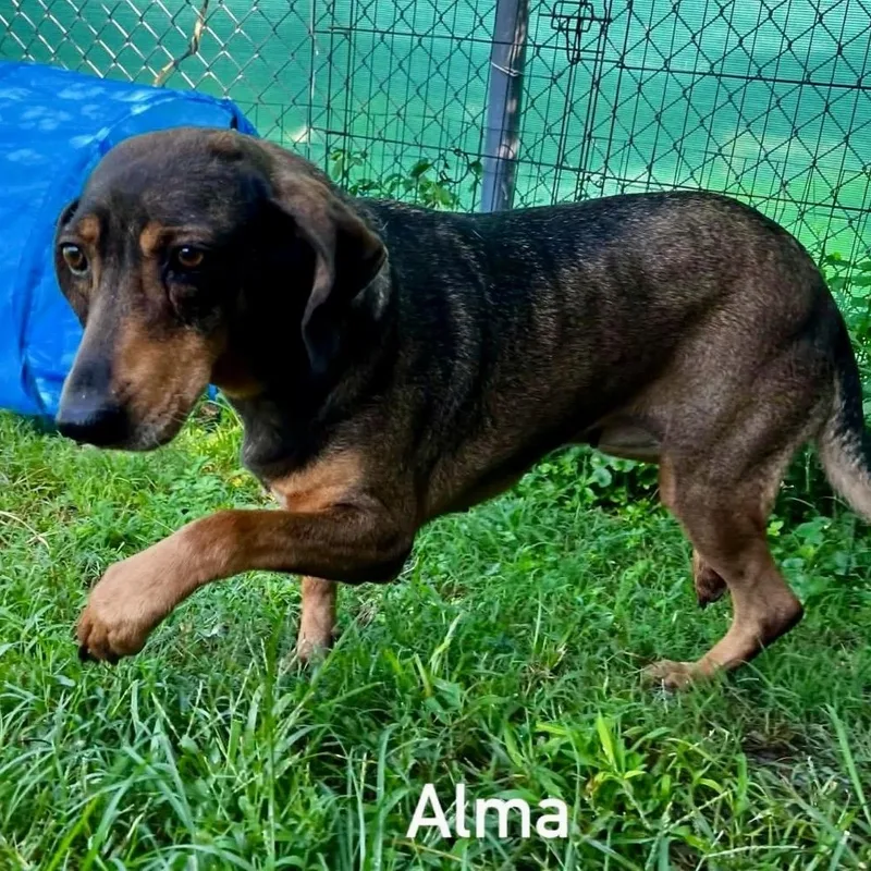 ALMA Local thumbnail 2