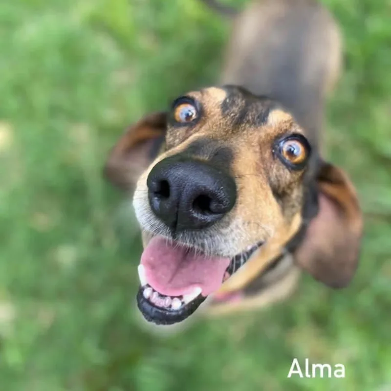 ALMA Local thumbnail 3
