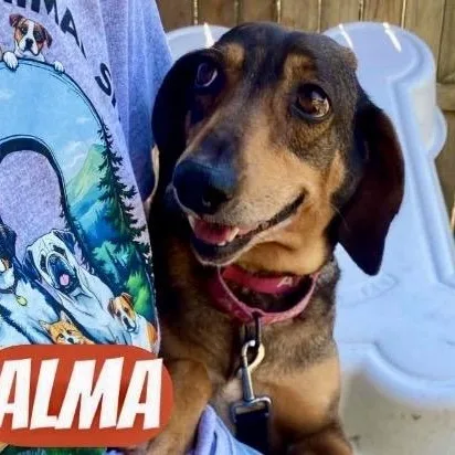 ALMA Local thumbnail 4