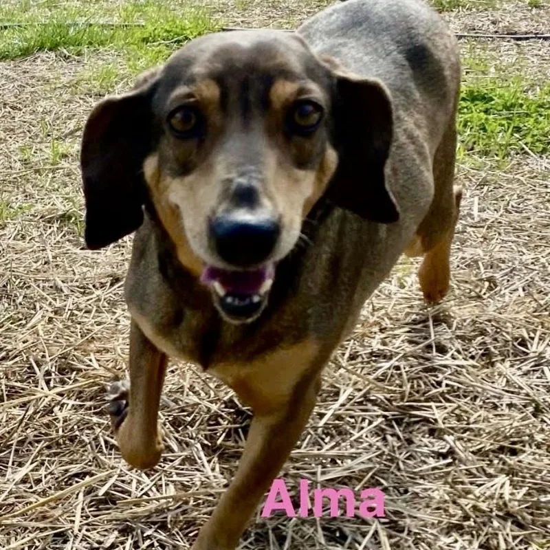 ALMA Local thumbnail 5