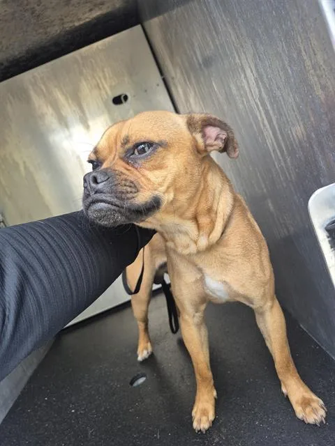 A young small-sized male Pug dog named Blue for adoption in San Antonio, TX