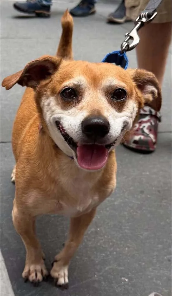 A young small-sized male Mixed Breed dog named Brody for adoption in Huntington, NY