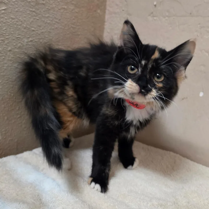 A baby small-sized female Tortoiseshell Domestic Long Hair cat named Sue Ann  Chino for adoption in Chino Hills, CA