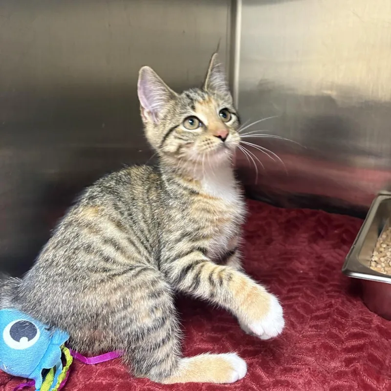 A baby small-sized female Brown / Chocolate Domestic Short Hair cat named Arceus for adoption in Windsor, VA