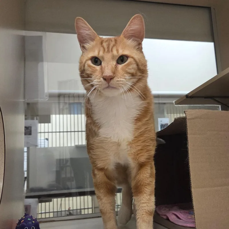 An adult large-sized male Orange / Red Domestic Short Hair cat named Macavity for adoption in Ballston Spa, NY
