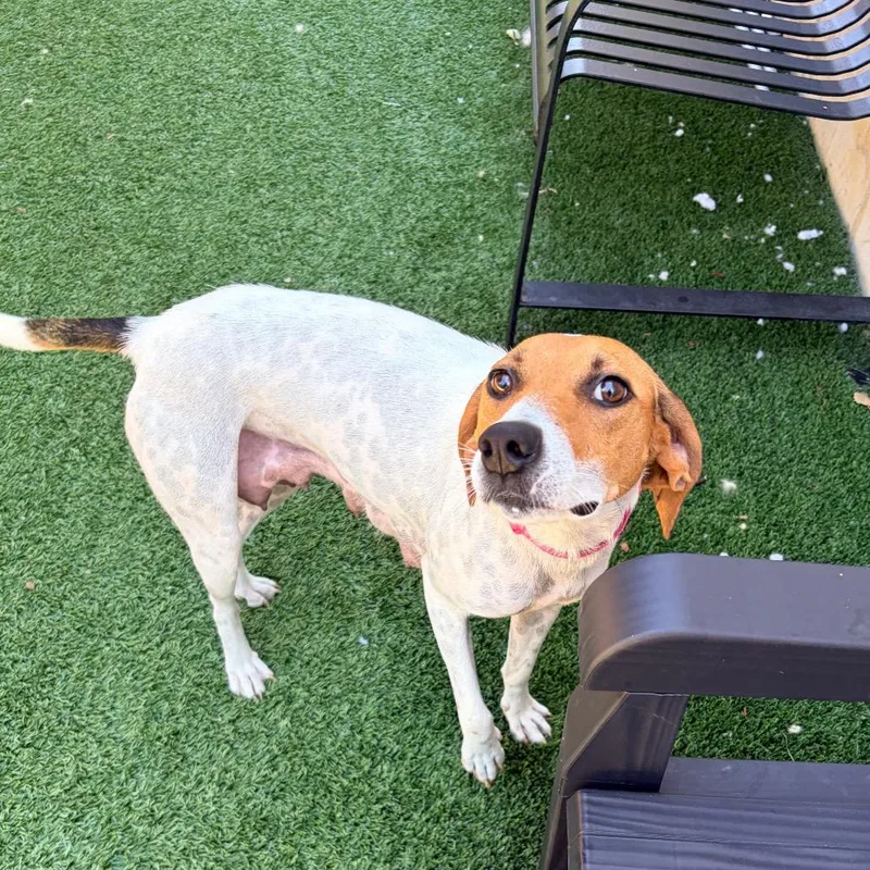 An adult medium-sized female White / Cream American Foxhound dog named Lucy for adoption in Belleville, IL