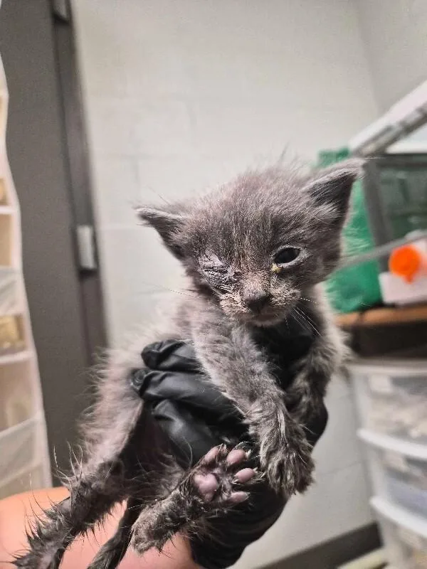 A young small-sized male Gray / Blue / Silver Domestic Short Hair cat named Odo for adoption in Cincinnati, OH