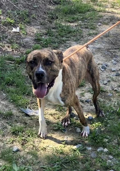 An adult medium-sized male Pit Bull Terrier dog named Max for adoption in Atlanta, GA