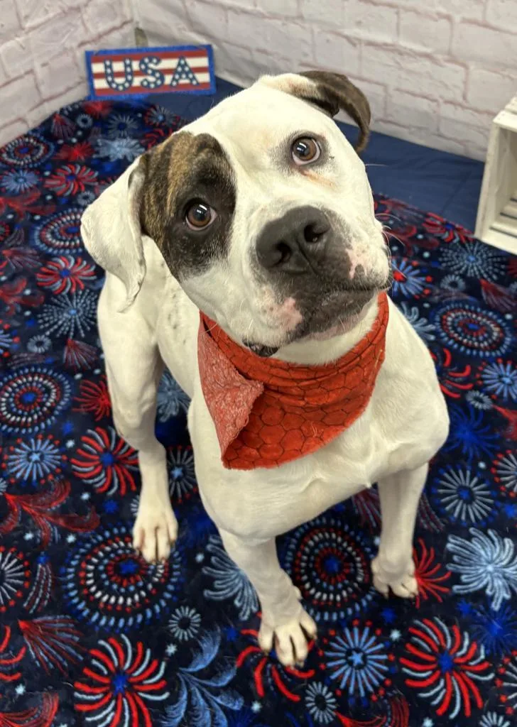 A young large-sized male Mixed Breed dog named Charlie Hides for adoption in Detroit, MI