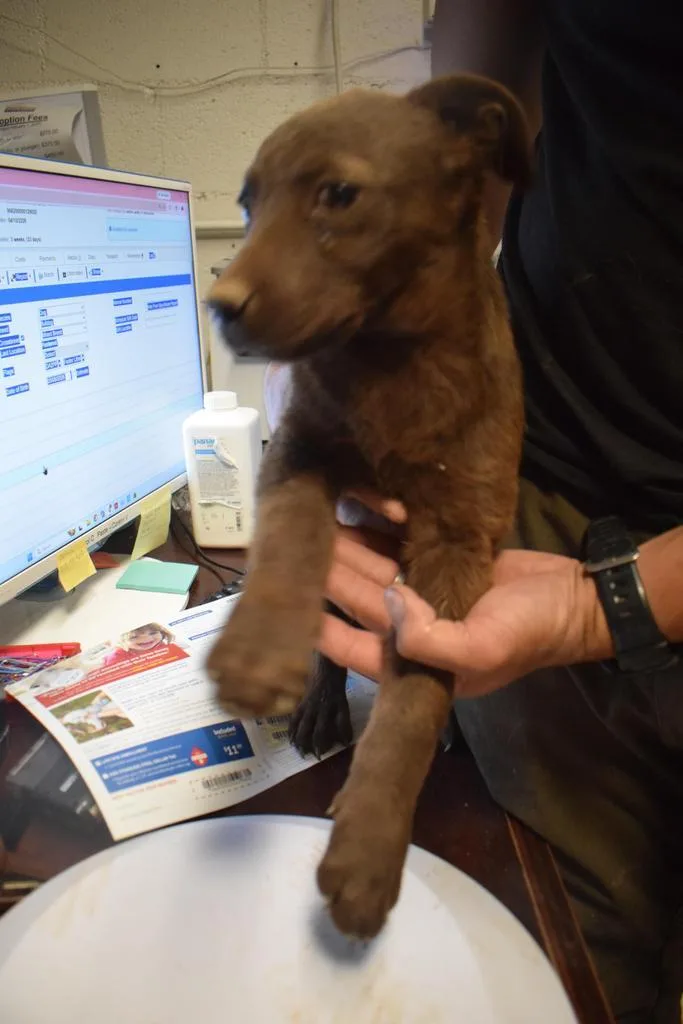 A baby large-sized male Labrador Retriever dog named Huck Finn for adoption in Pahrump, NV