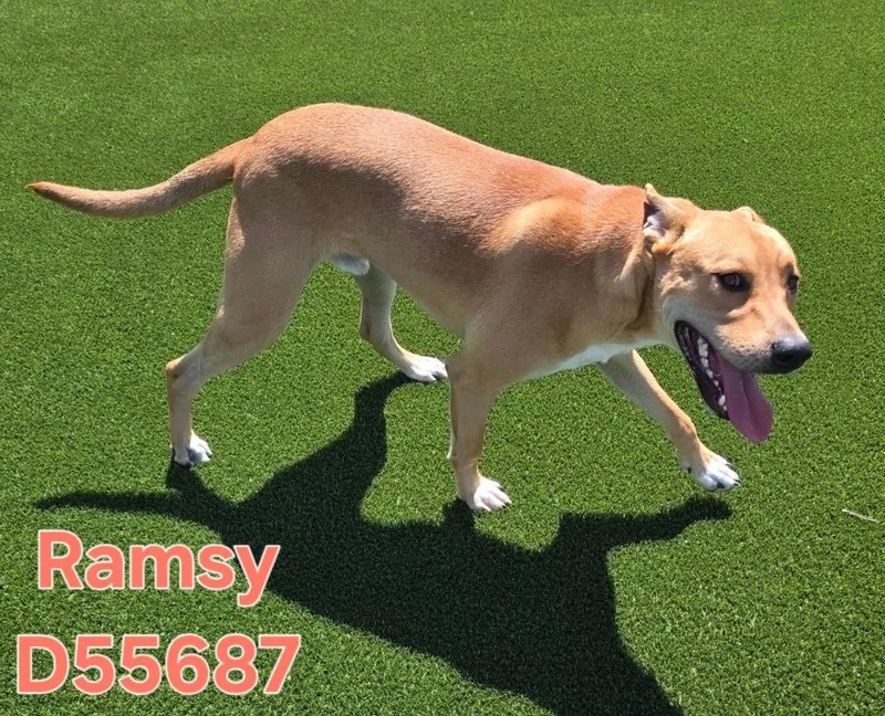 Ramsy