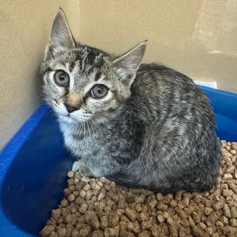 A baby small-sized female Buff / Tan / Fawn Domestic Short Hair cat named Fireball for adoption in Blue Ridge, GA