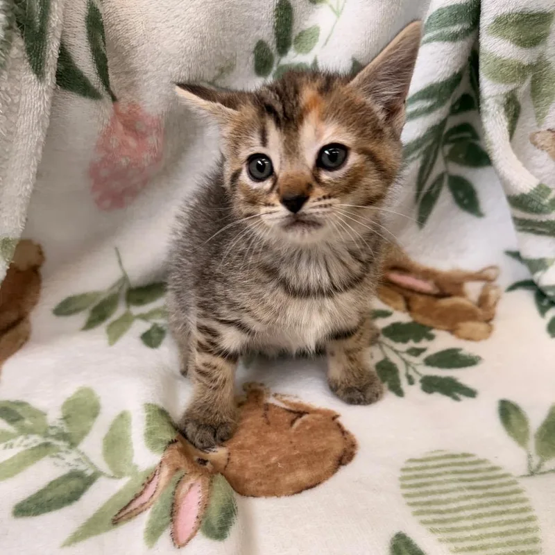 A baby small-sized female Torbie Domestic Medium Hair cat named Kimberly for adoption in Auburn, AL