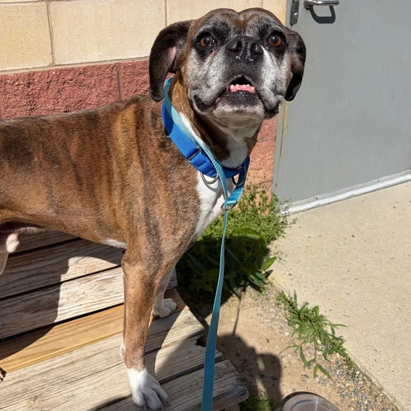 A senior large-sized male Brown / Chocolate Mixed Breed dog named Hector for adoption in Fredericksburg, VA