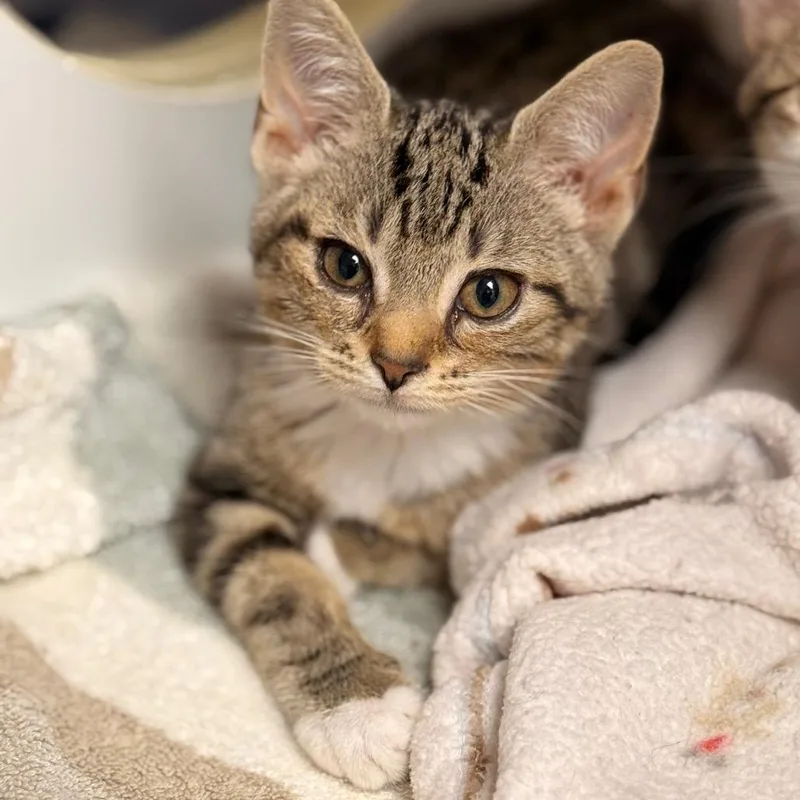 A baby small-sized female Domestic Short Hair cat named Tansy for adoption in Cumming, GA