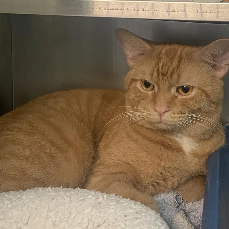 An adult large-sized male Orange / Red Domestic Short Hair cat named Simba for adoption in Dayton, OH
