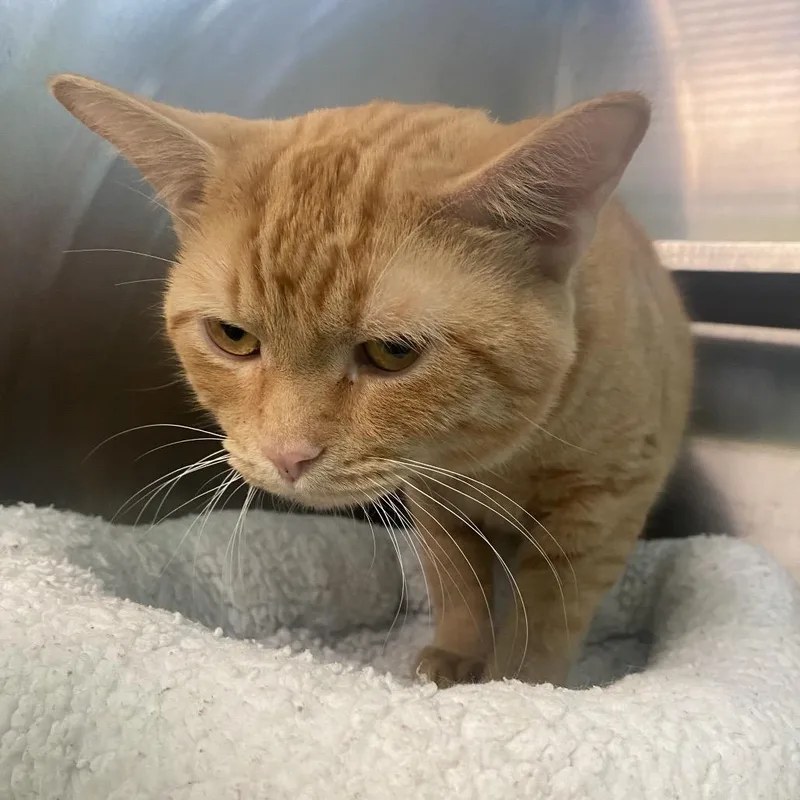 Simba thumbnail 2