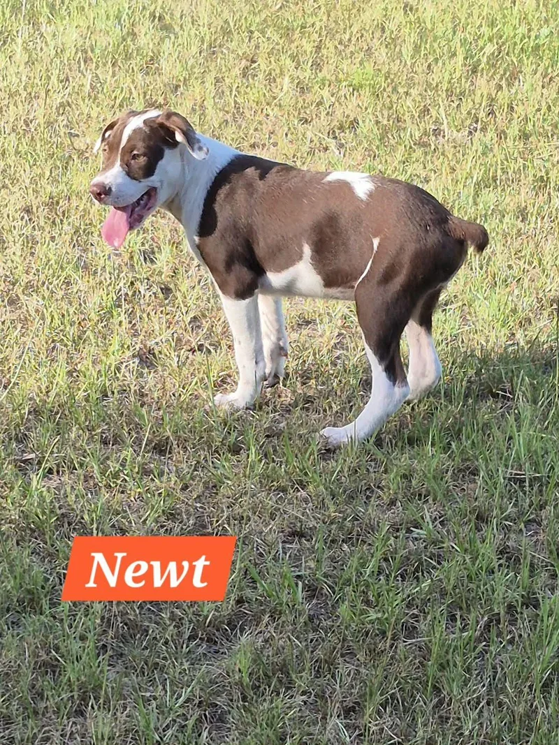A baby medium-sized male Labrador Retriever dog named Newt for adoption in Hillsdale, NY