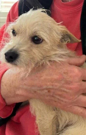 A young small-sized male Chihuahua dog named Oxxo for adoption in San Diego, CA