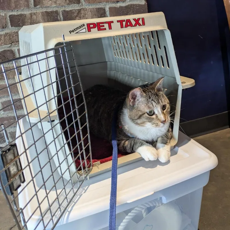 An adult small-sized male Gray / Blue / Silver Domestic Short Hair cat named Waldo for adoption in Fargo, ND
