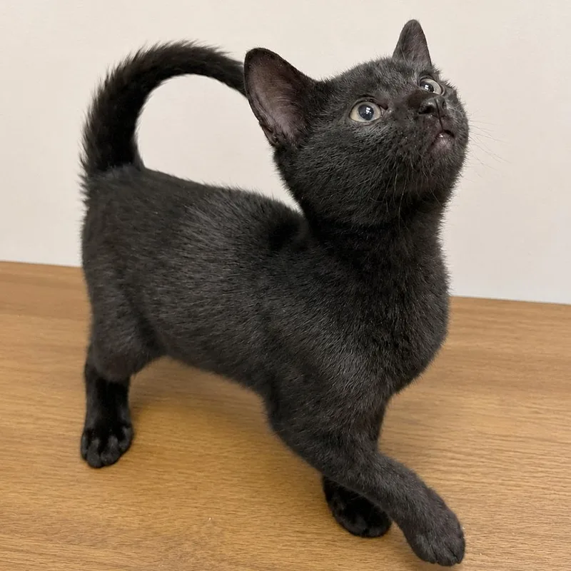 A baby small-sized male Black Domestic Short Hair cat named Joey for adoption in Austin, TX