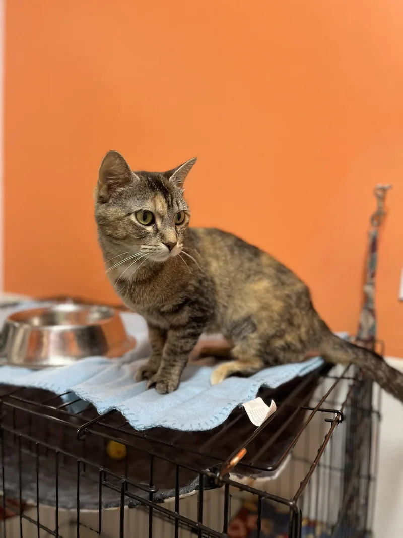 An adult medium-sized female Domestic Short Hair cat named Fox for adoption in Estherville, IA