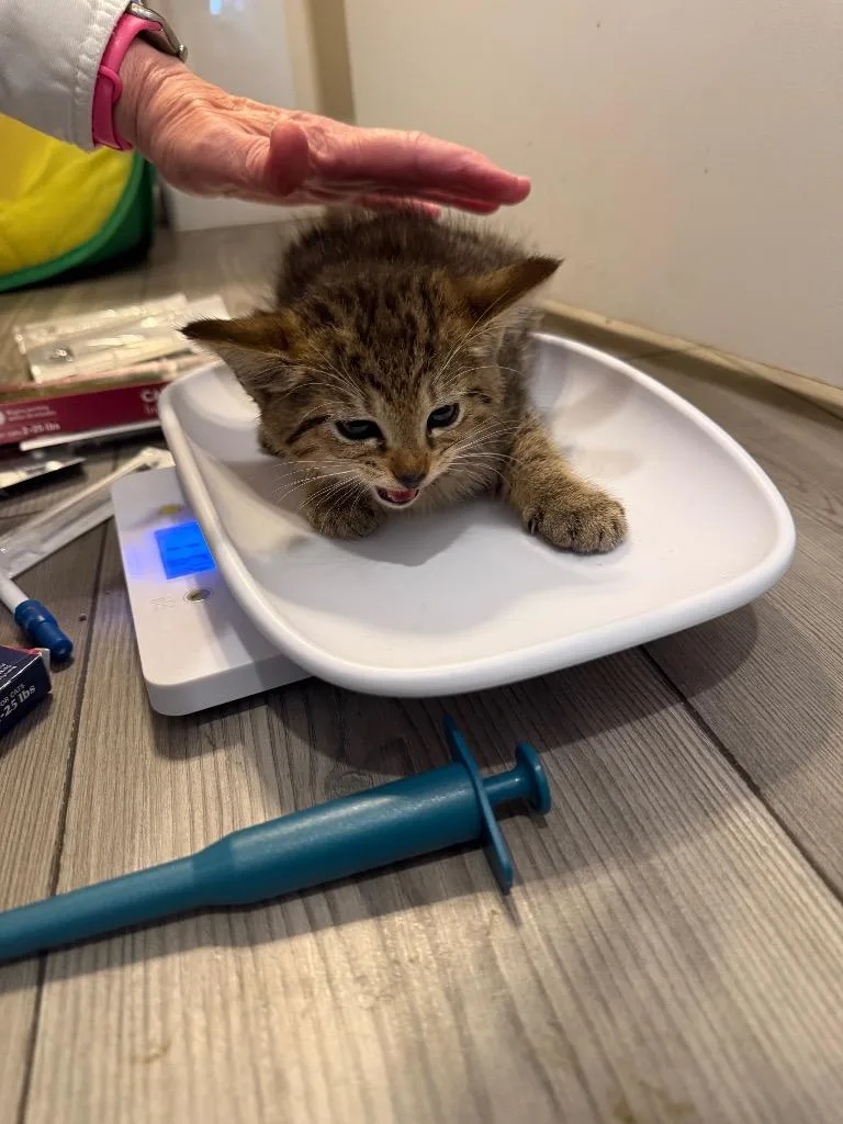 A baby medium-sized female Domestic Short Hair cat named Padme Amidala for adoption in Douglasville, GA