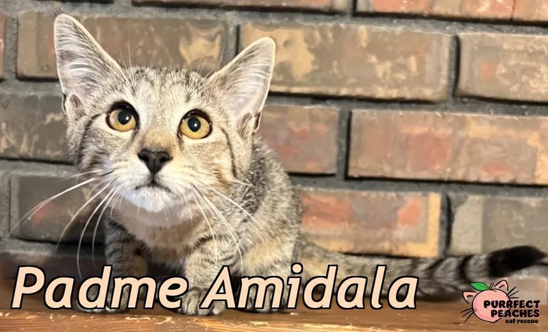 Padme Amidala thumbnail 2