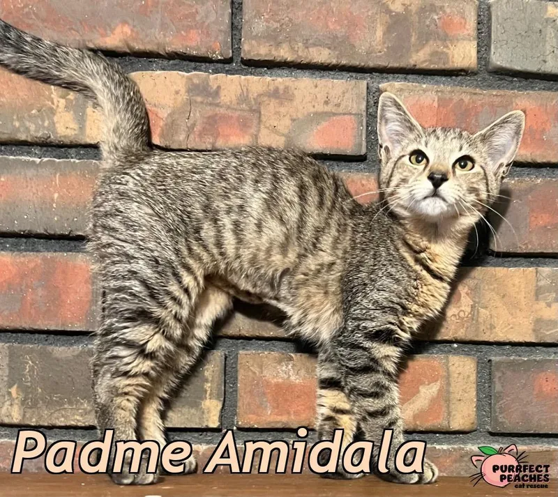 Padme Amidala thumbnail 3