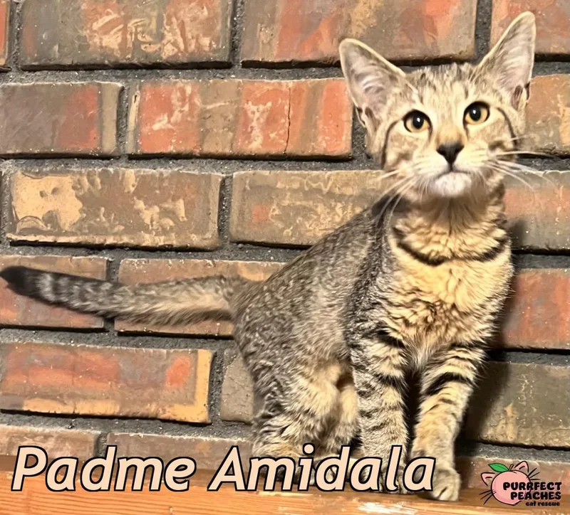 Padme Amidala thumbnail 4