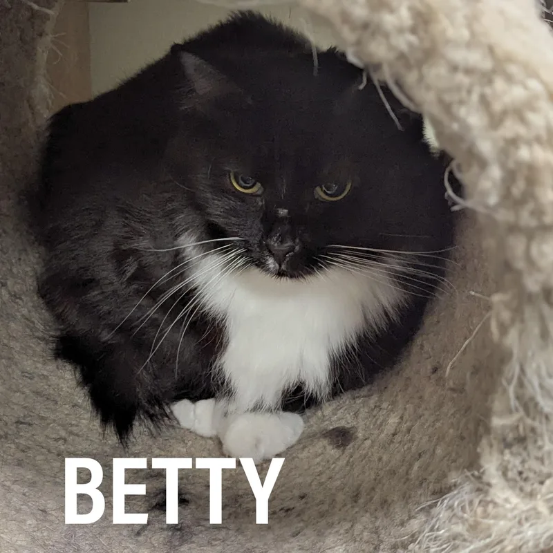 Betty thumbnail 4