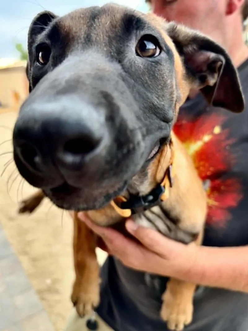 A young medium-sized female Black Belgian Shepherd / Malinois dog named Venice for adoption in Glendale, AZ