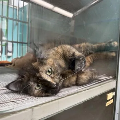 An adult medium-sized female Domestic Medium Hair cat named Lollypop for adoption in New Orleans, LA