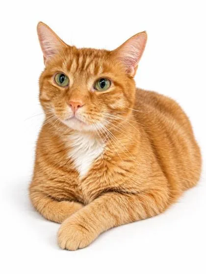 An adult extra large-sized male Tabby cat named Big Cheese is for adoption in Bedford Hills, NY