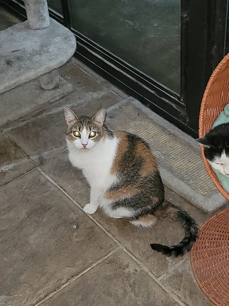 A young medium-sized female Calico cat named Katia for adoption in Locust Grove, VA