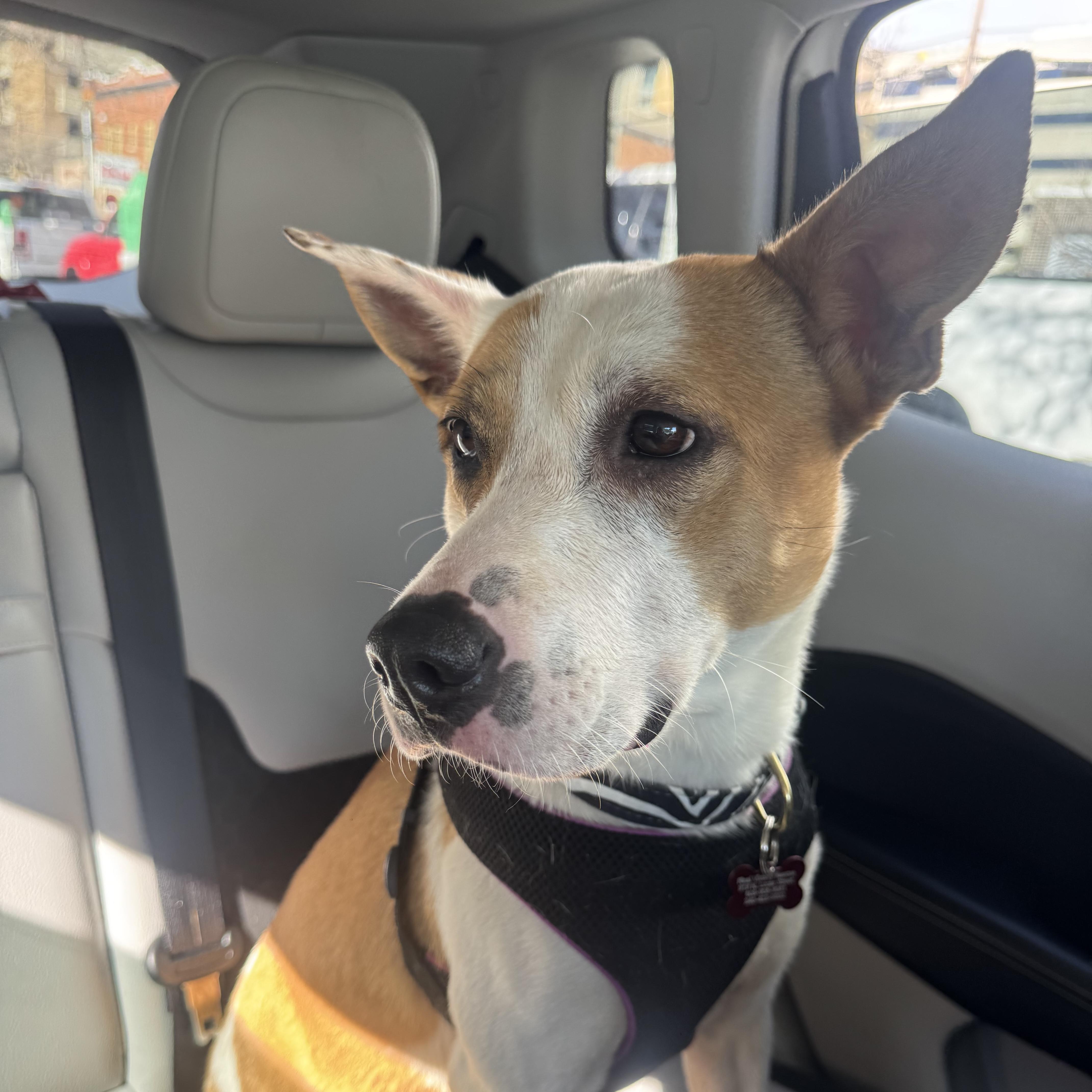 Felicity thumbnail 4