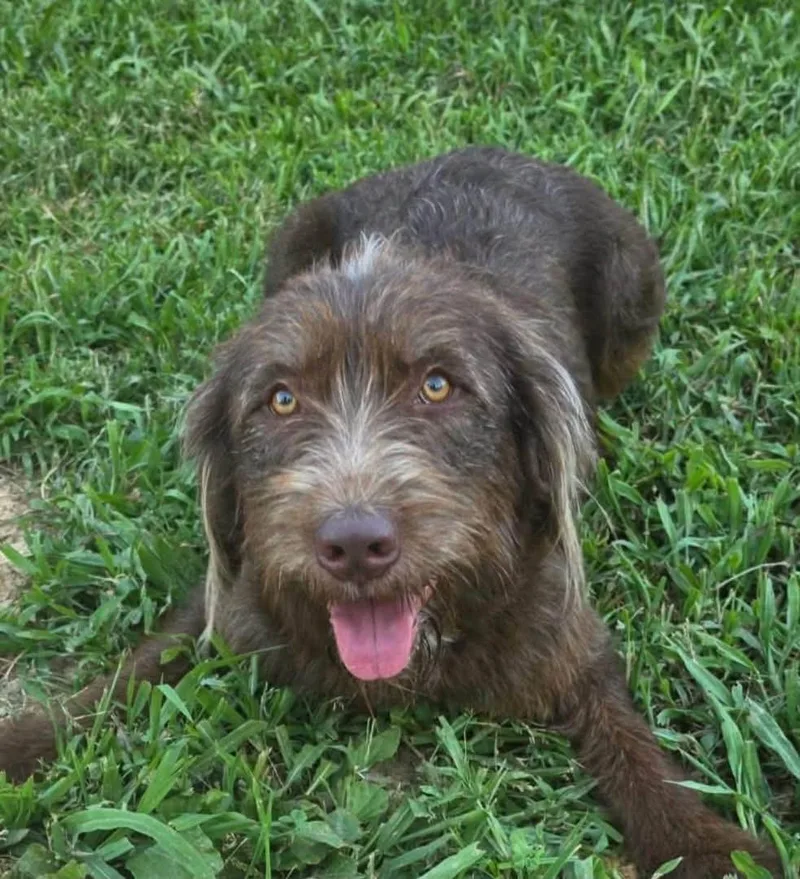 A young medium-sized female Brown / Chocolate Labradoodle dog named Bingo for adoption in Pacific, MO