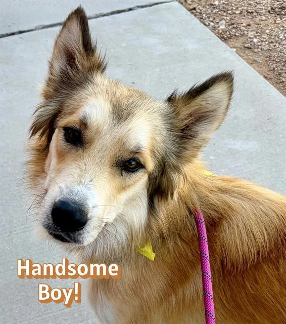 A young large-sized male Great Pyrenees dog named Wile E. for adoption in Tucson, AZ