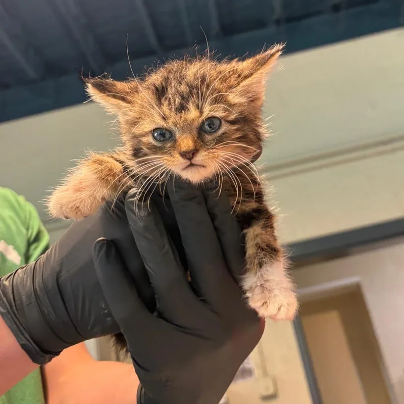 A baby small-sized male Brown / Chocolate Domestic Short Hair cat named Jackson for adoption in Huntington, WV