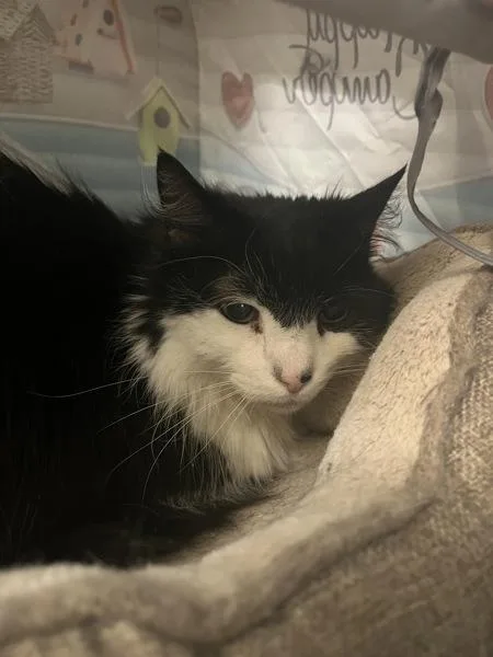 A senior medium-sized male Domestic Long Hair cat named Merl for adoption in Stratham, NH