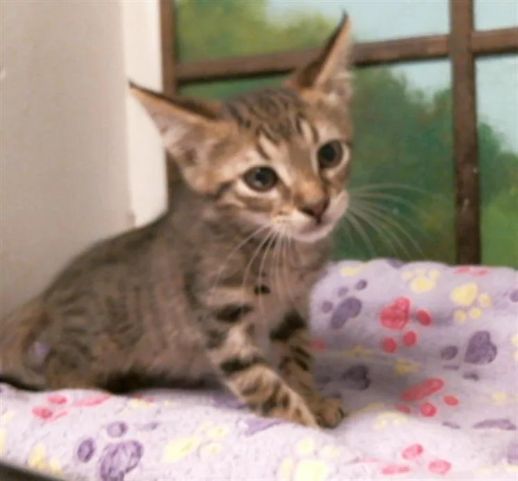 A baby small-sized male Domestic Short Hair cat named Almond Fudge for adoption in Houston, TX