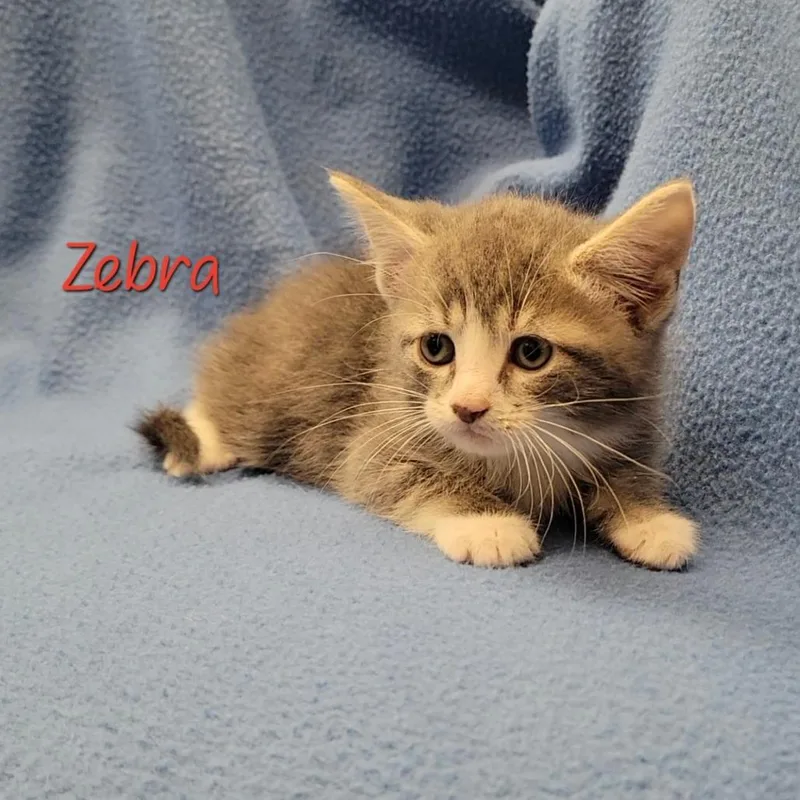 Zebra