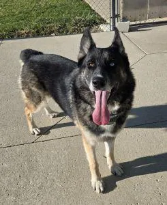 An adult large-sized male Shepherd dog named Kovu for adoption in Bucyrus, OH