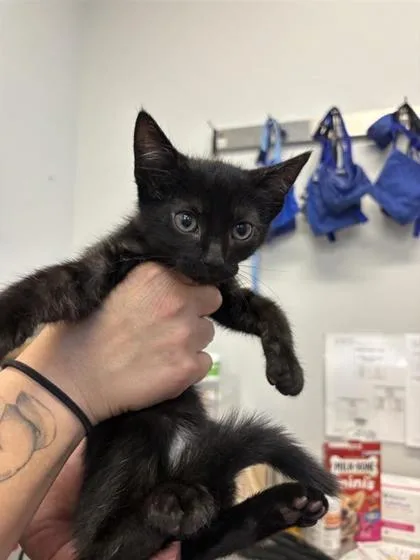 A baby small-sized male Domestic Short Hair cat named Han Solo for adoption in West Chester, PA
